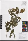 Foto von Salix cinerea L.